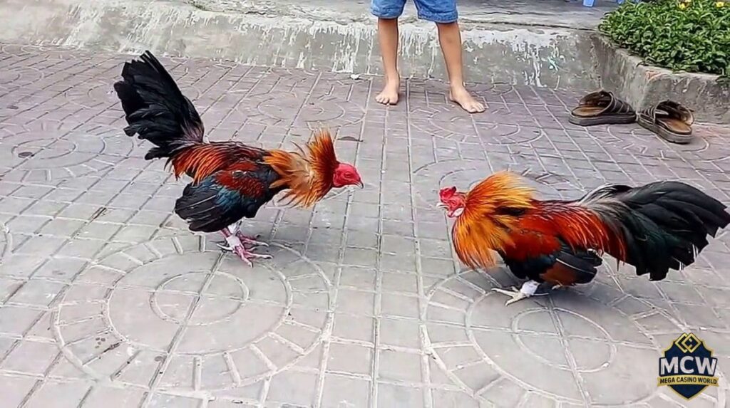 Ưu đãi và khuyến mãi khi chơi đá gà MCW