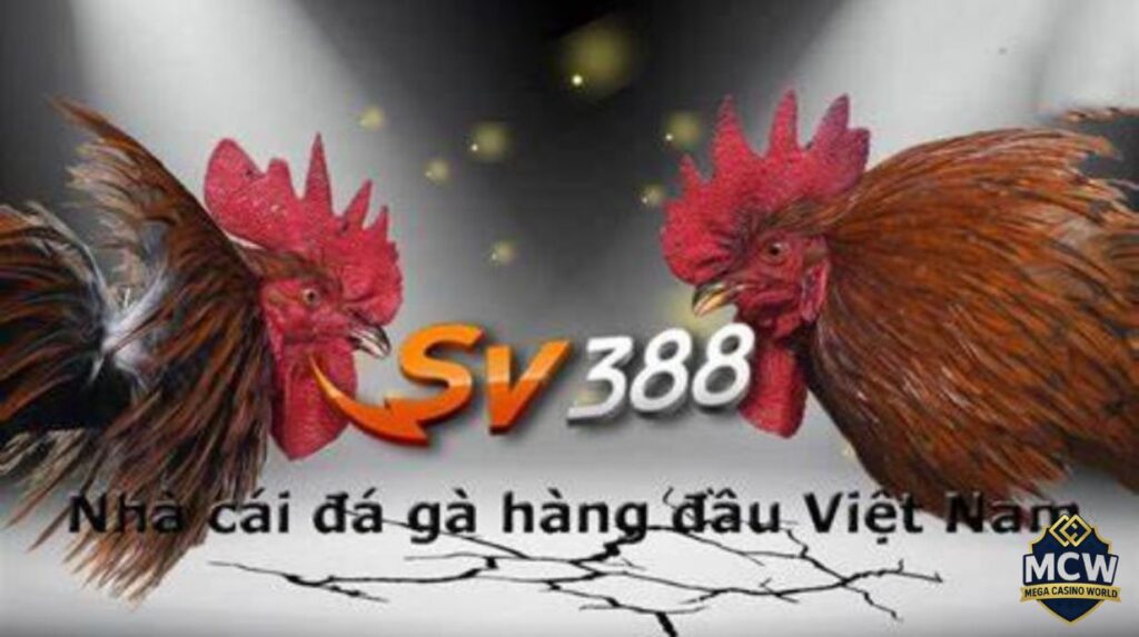 Đá gà SV388: Hướng dẫn chơi, mẹo thắng lớn cho người mới
