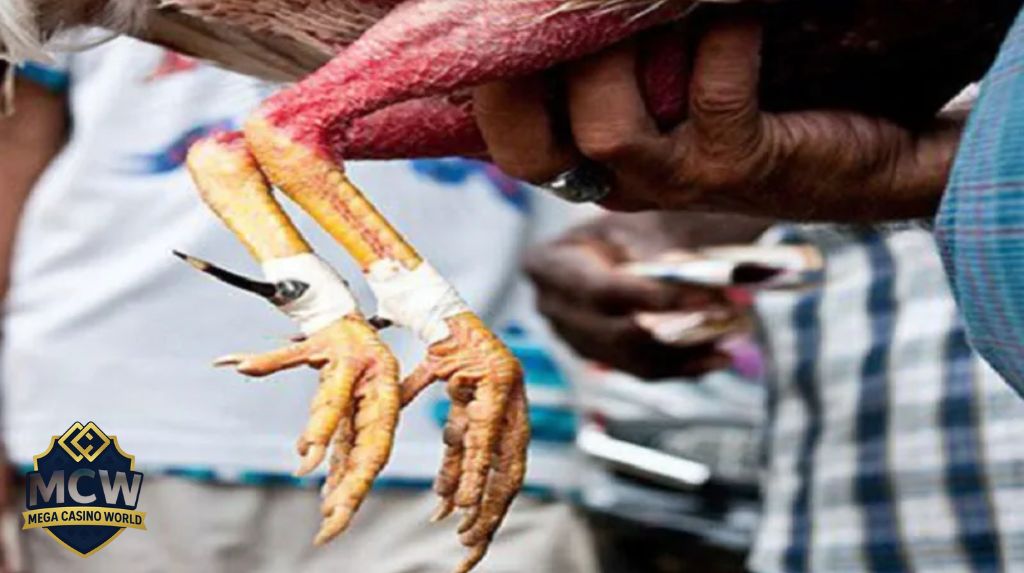 Tại sao việc băng cựa gà đúng kỹ thuật lại quan trọng?