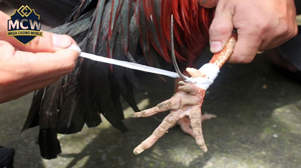 Hướng dẫn từng bước cách băng cựa gà chuẩn kỹ thuật