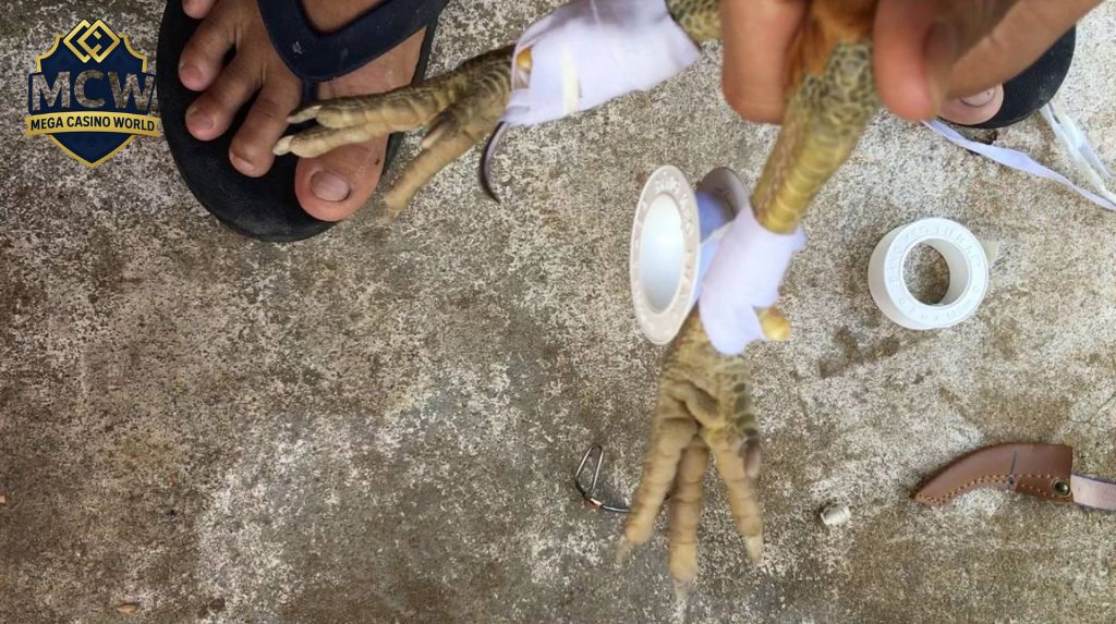 Kinh nghiệm băng cựa gà từ các sư kê chuyên nghiệp