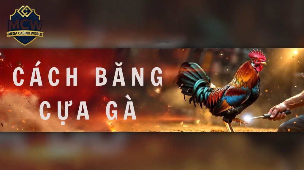 Cách băng cựa gà - Tăng độ sát thương và giữ an toàn cho gà